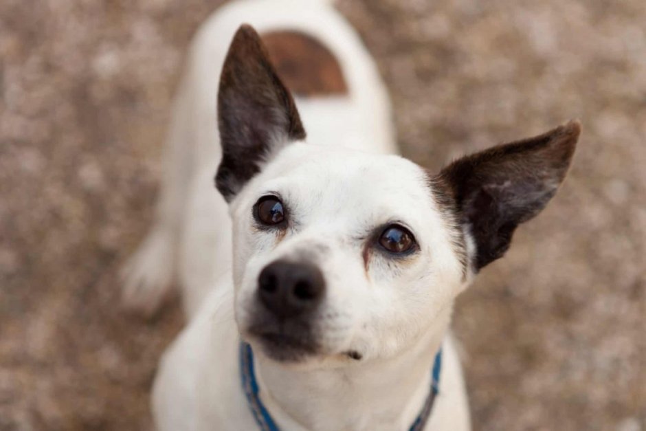 Белая собака с черными ушами