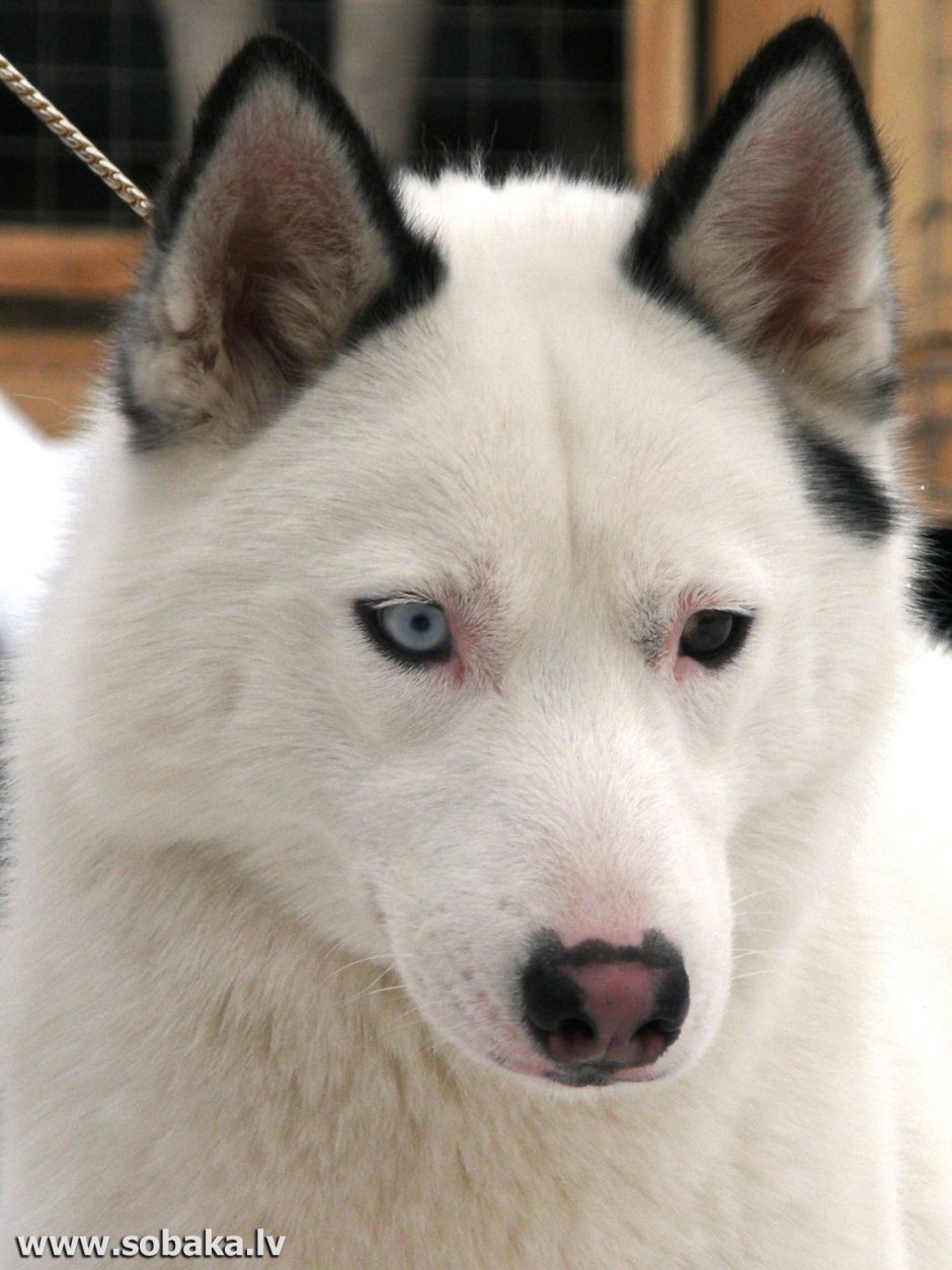 Лайка альбинос