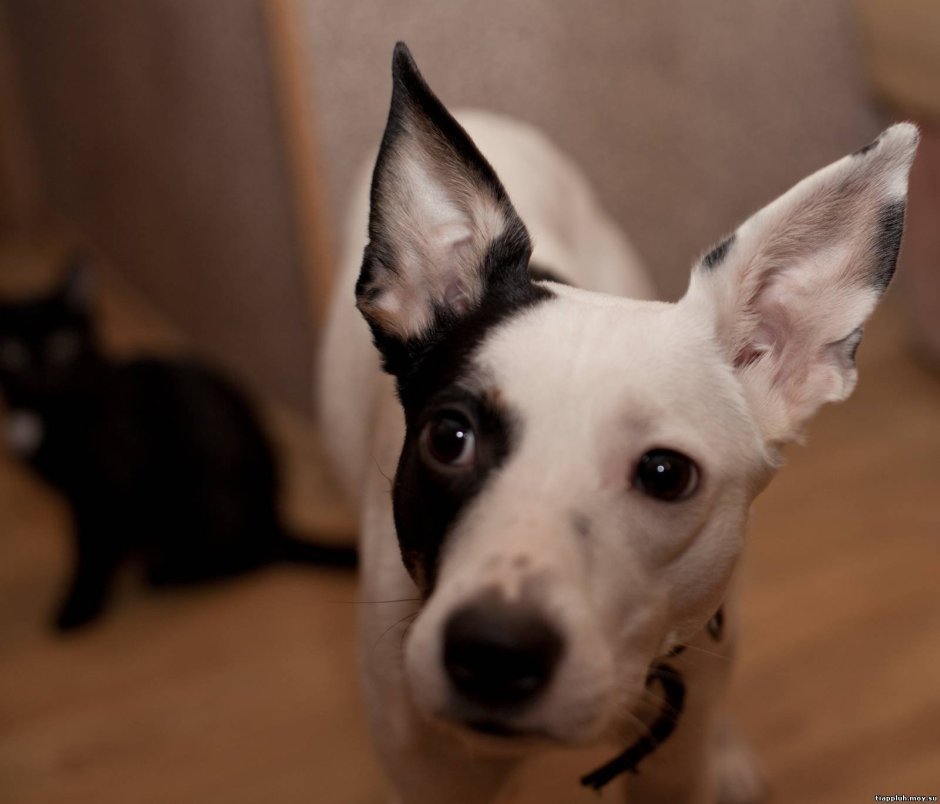 Белая собака с черными ушами