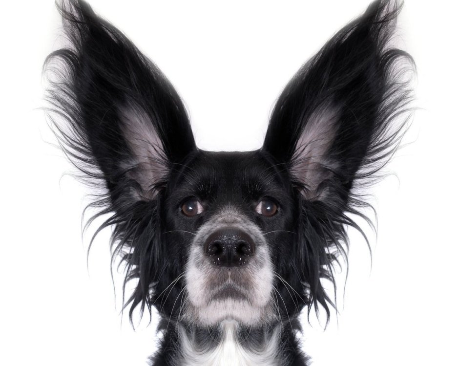 Пес на белом фоне