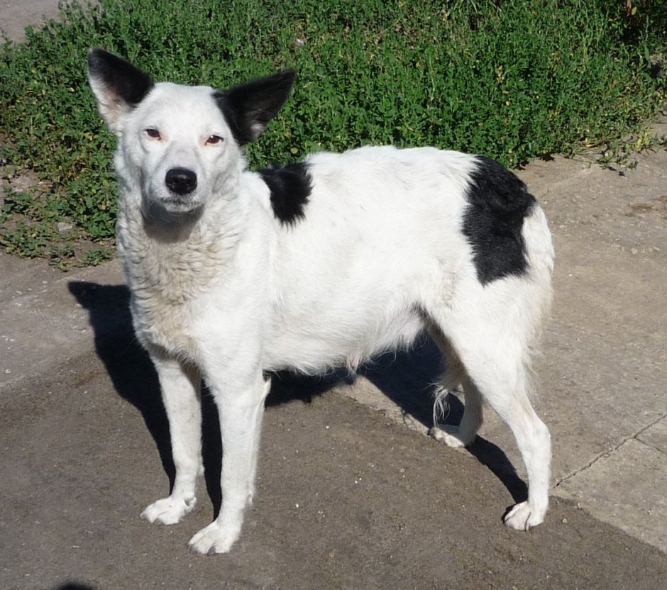 Черный пес с белыми пятнами