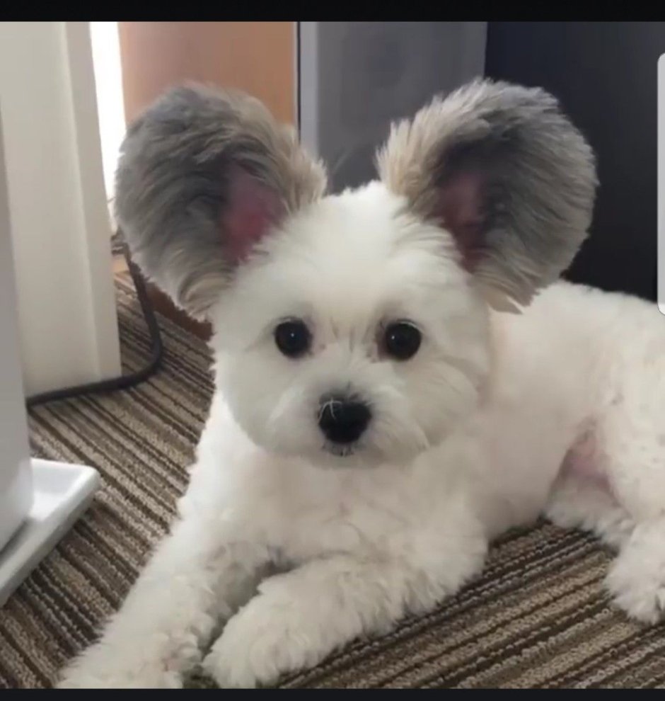 Мальтийская Папильон болонка Папильон