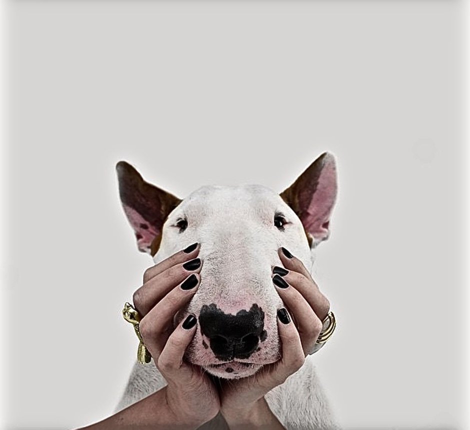 Бультерьер Джимми Чу