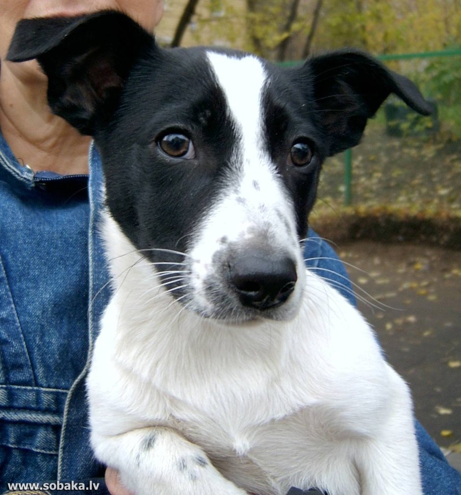 Джек-Рассел-терьер черный