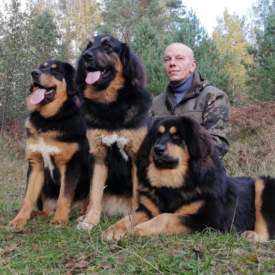 Банхар монгольская овчарка