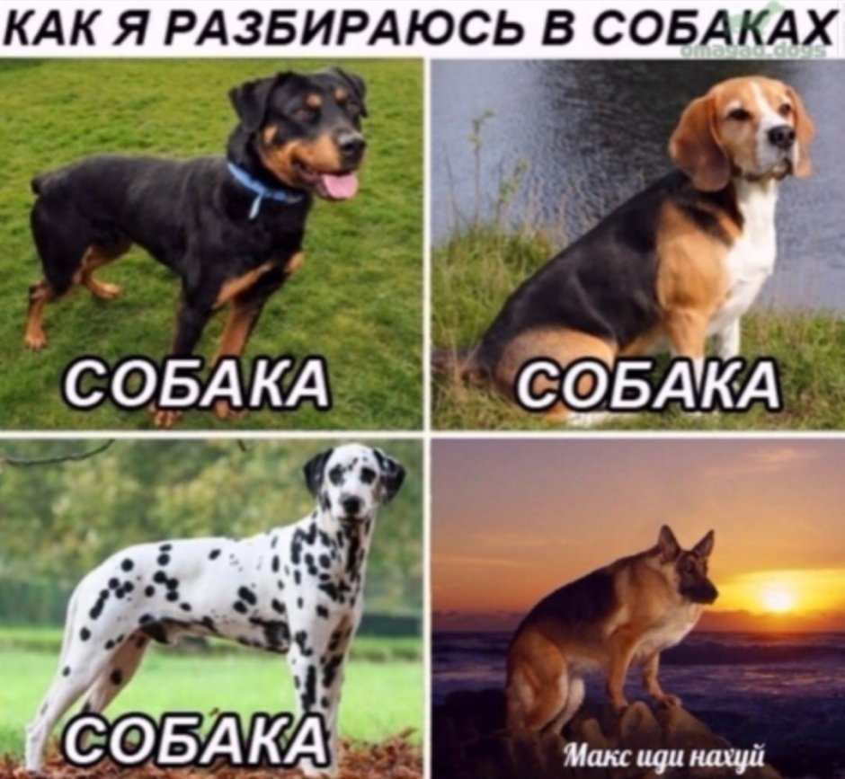 Популярные собаки 2021 года