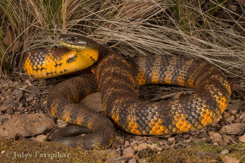 Notechis scutatus