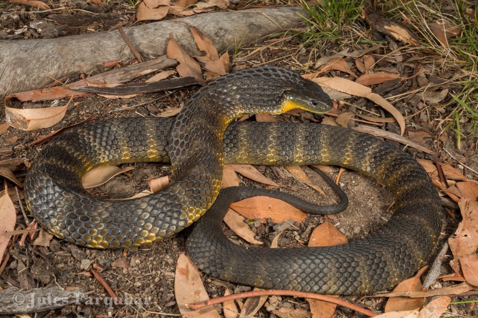 Notechis scutatus