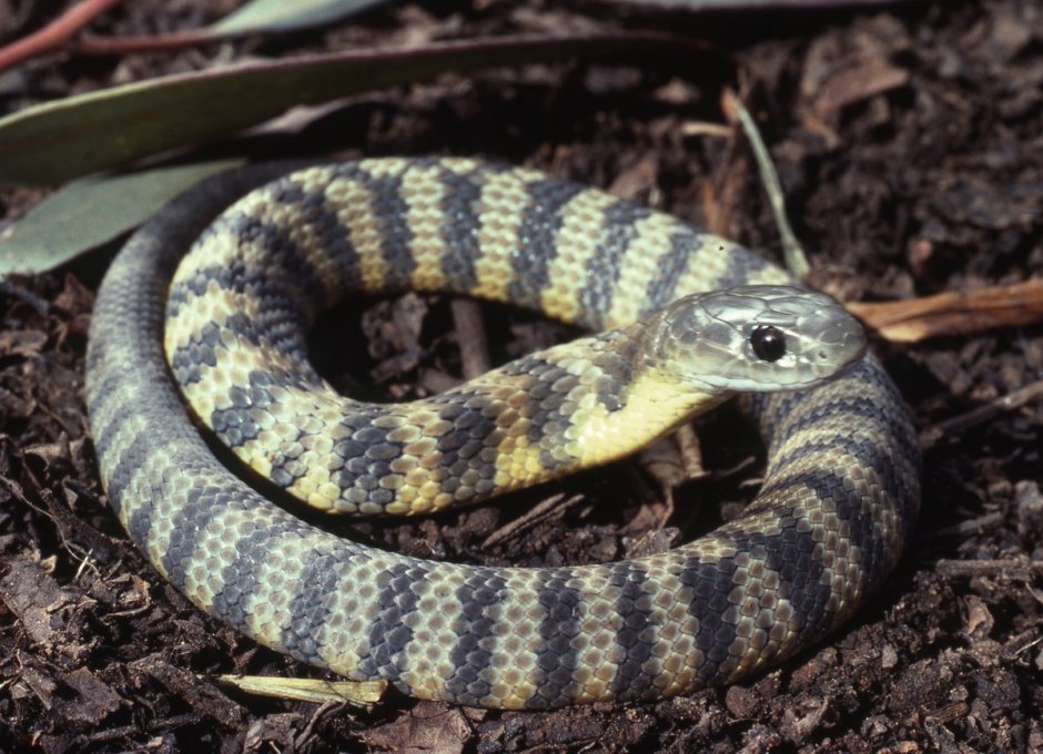 Notechis scutatus фото