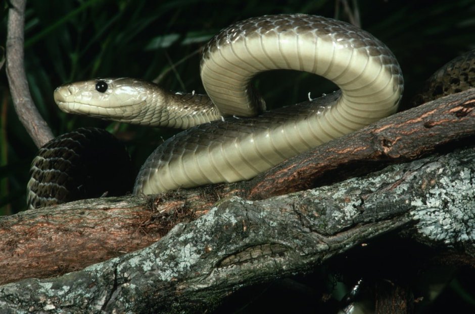 Naja philippinensis