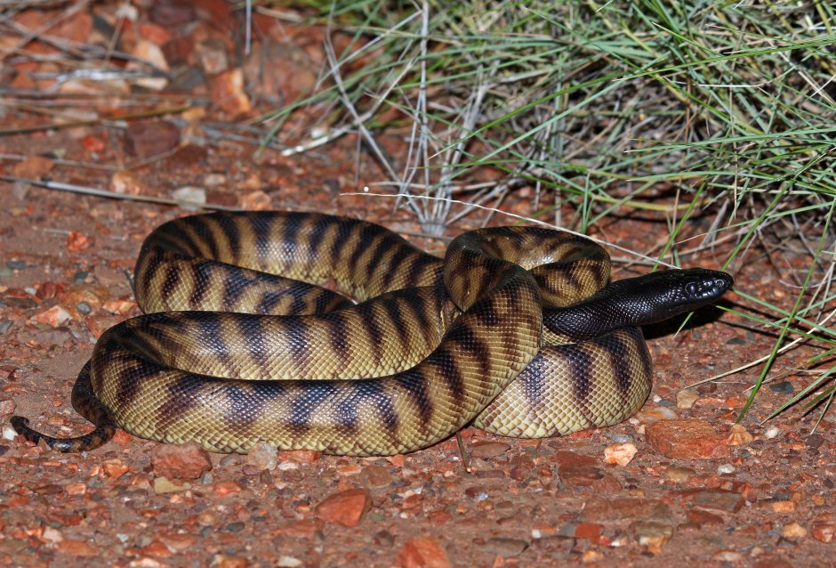Aspidites melanocephalus