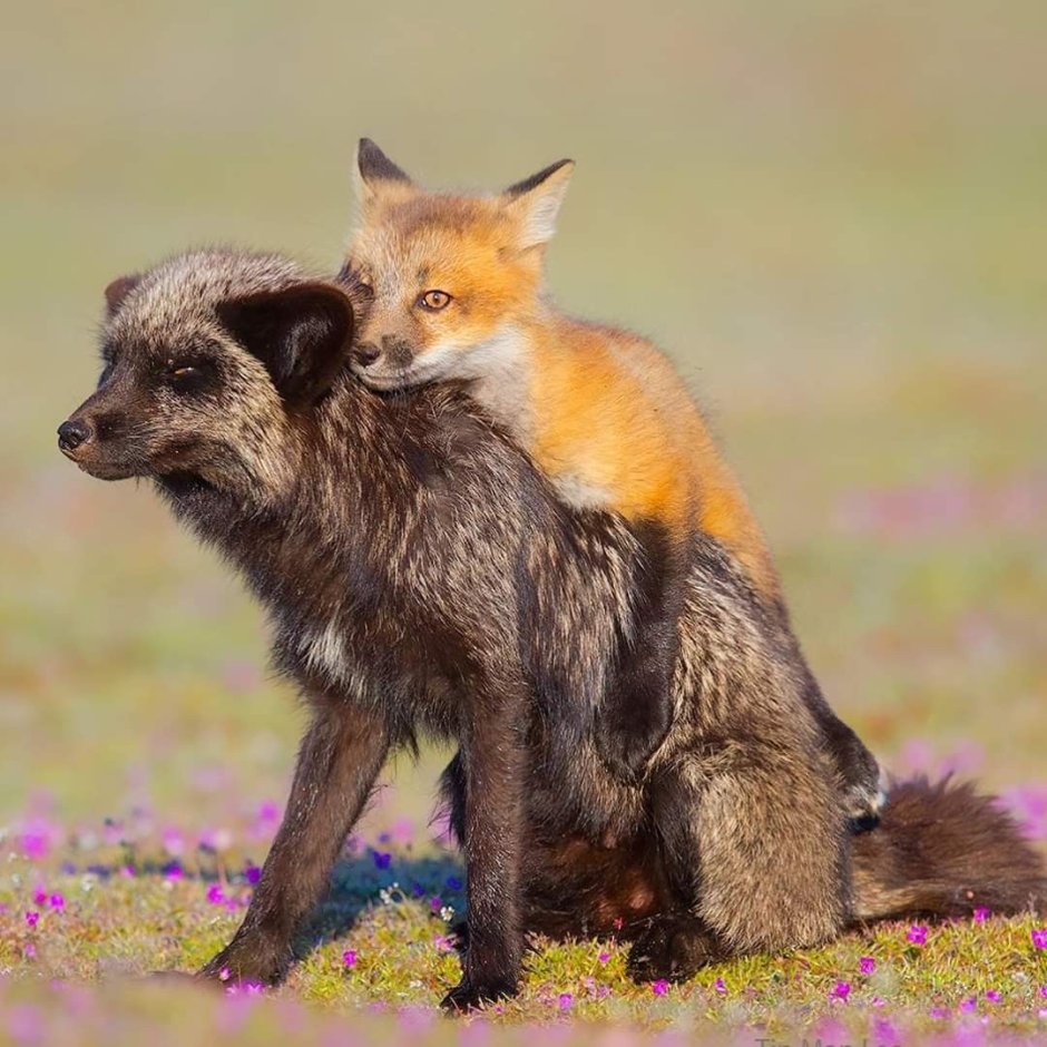 Parent Fox protect