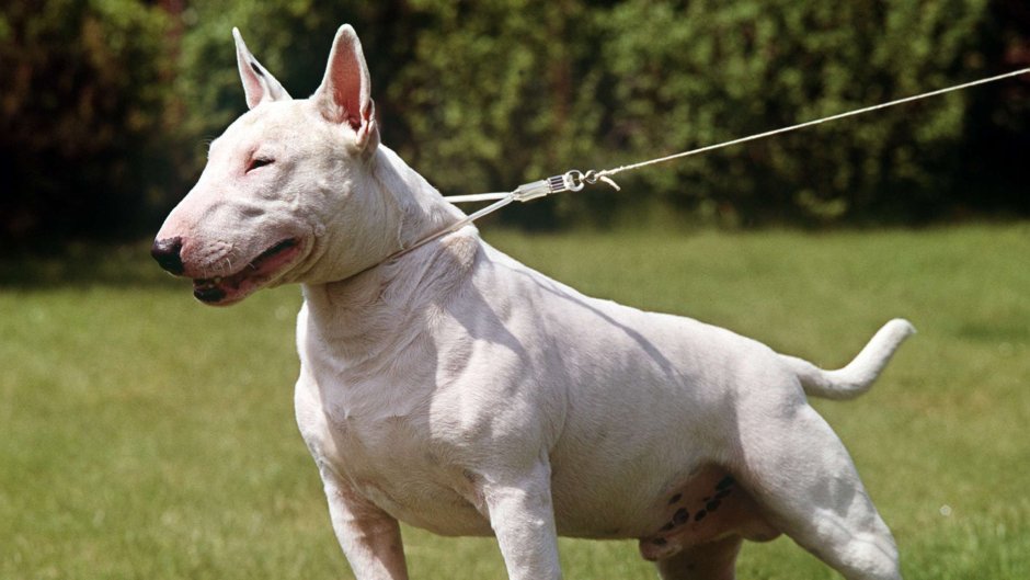 Бойцовские породы собак бультерьер