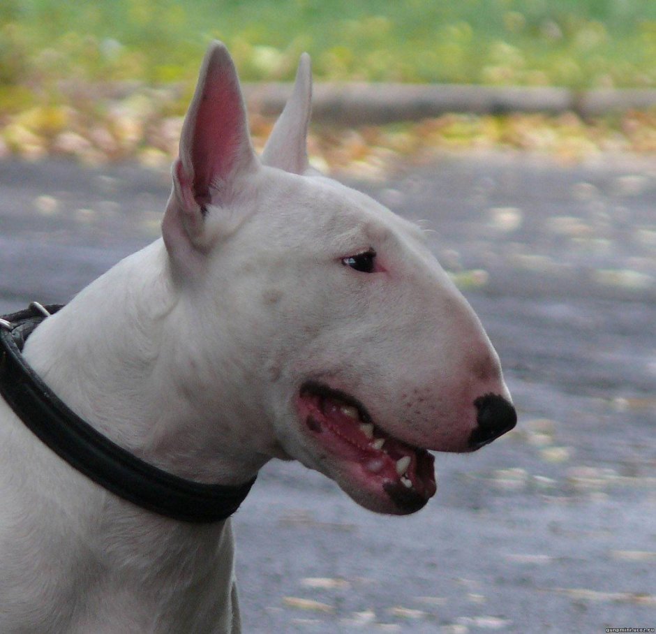 Бультерьер чистокровный