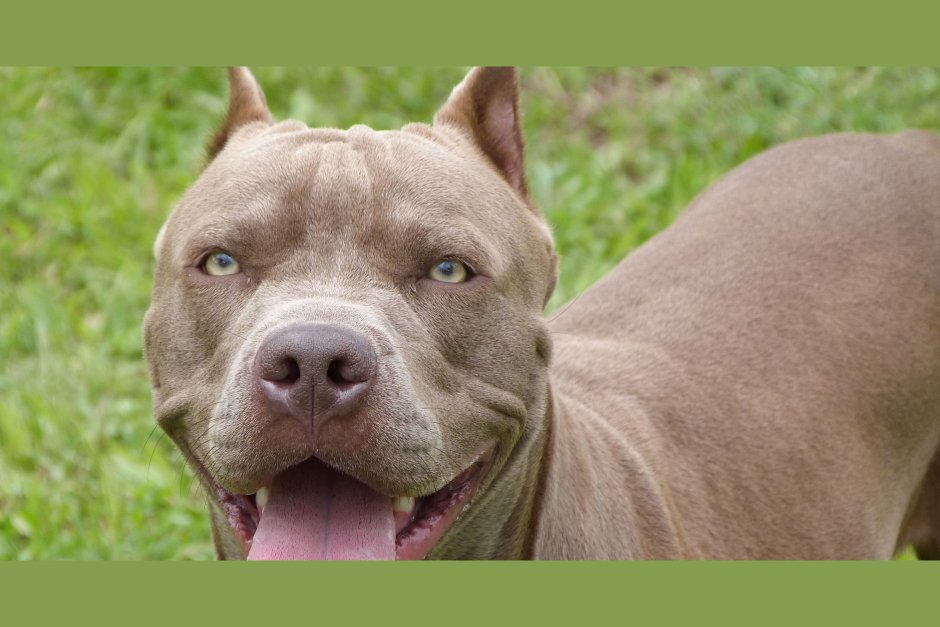 Афганский бультерьер