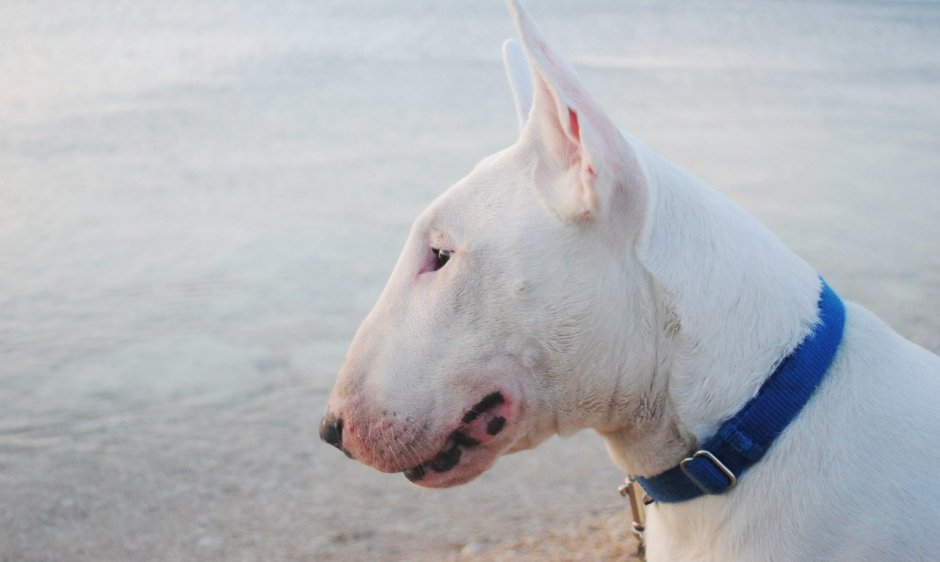 Бультерьер Далматин