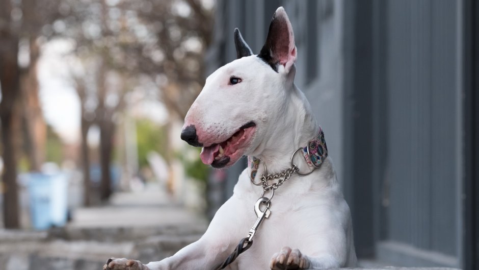 Бультерьер альбинос