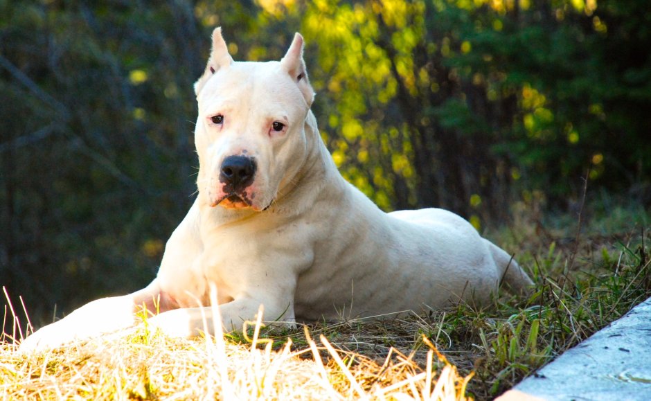 Аргентинский дог