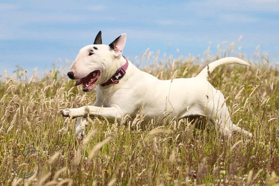 Бультерьер снап