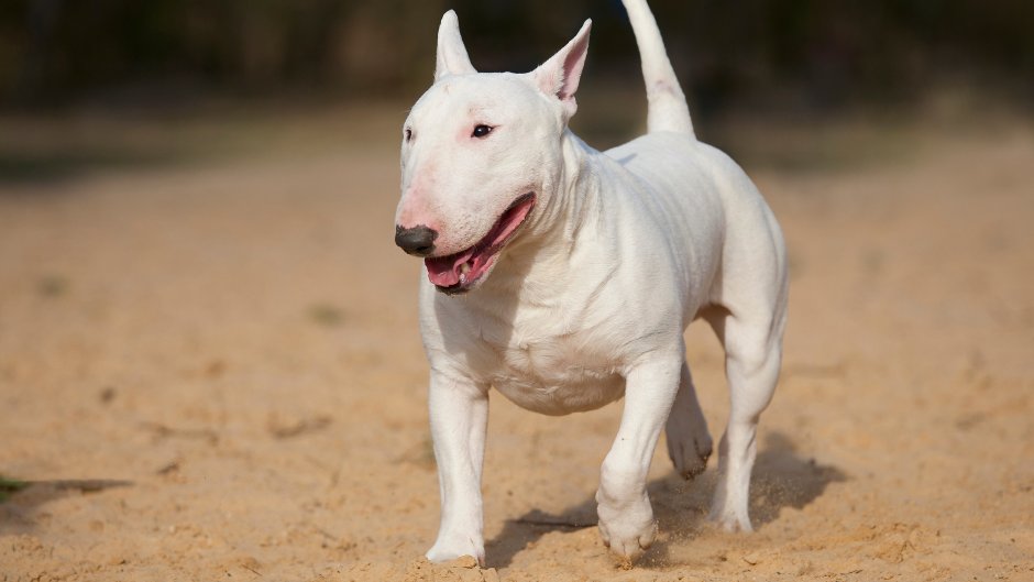 Бойцовский бультерьер