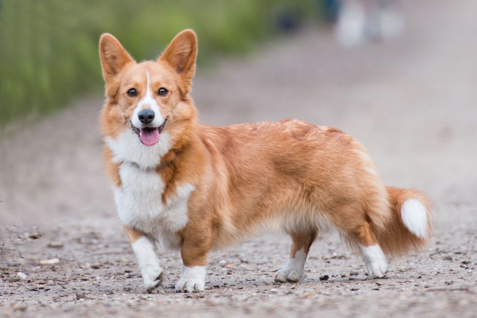Вельш корги пемброк с хвостом