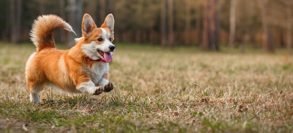 Порода собак вельш корги