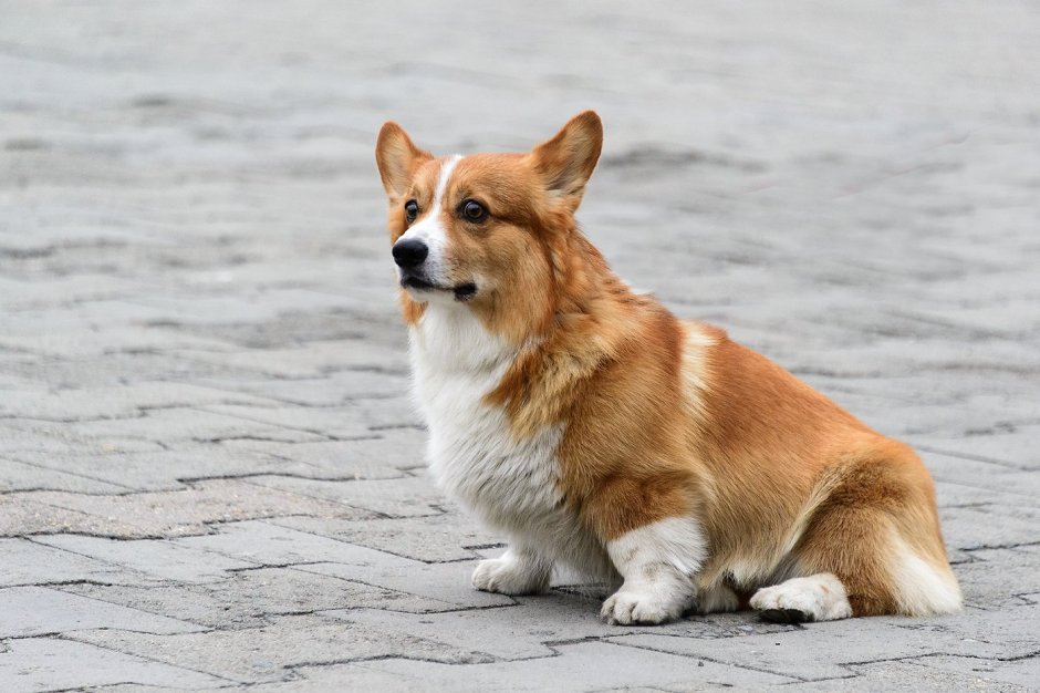 Корги собака сбоку