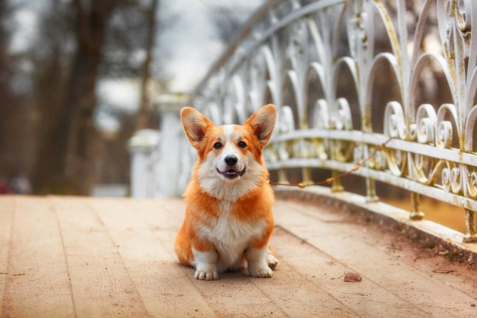 Собака корги