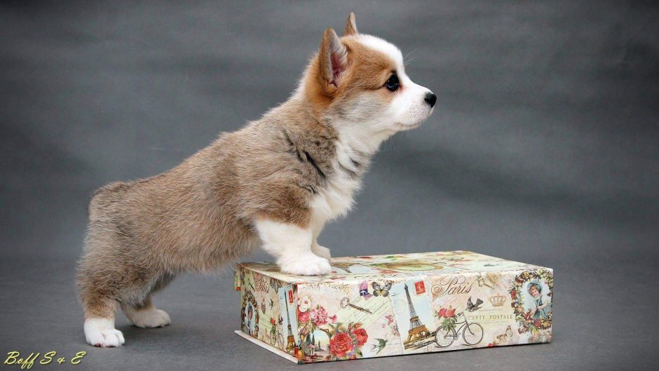 Вельш корги пемброк