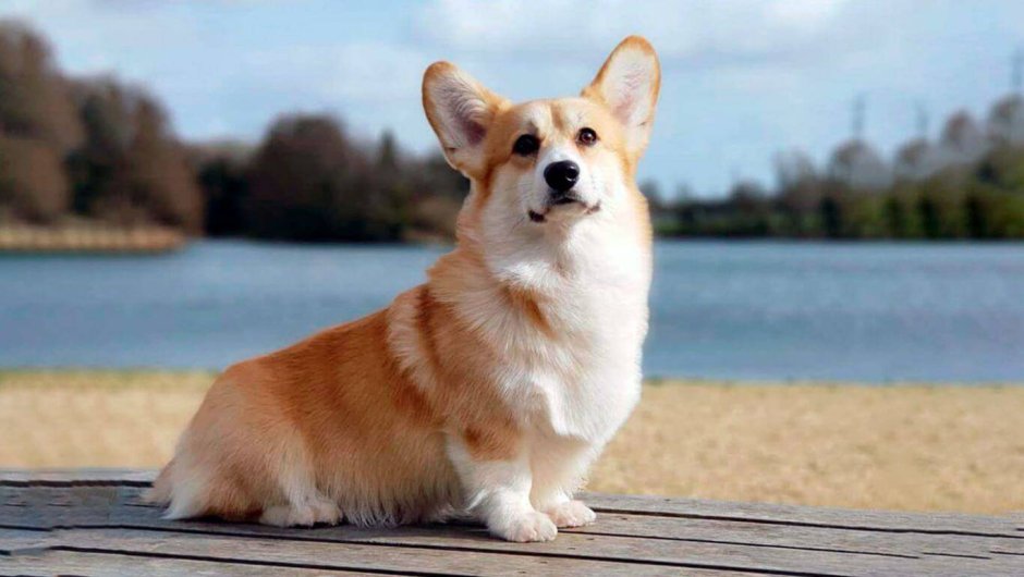 Вельш корги пемброк