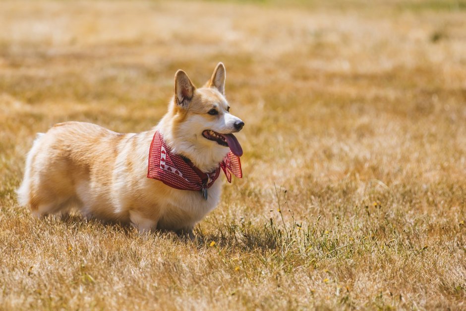 Вельш корги овчарка