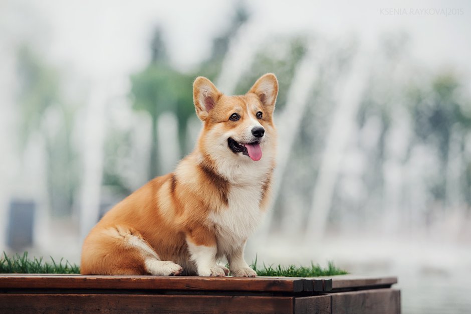 Корги Ксюша