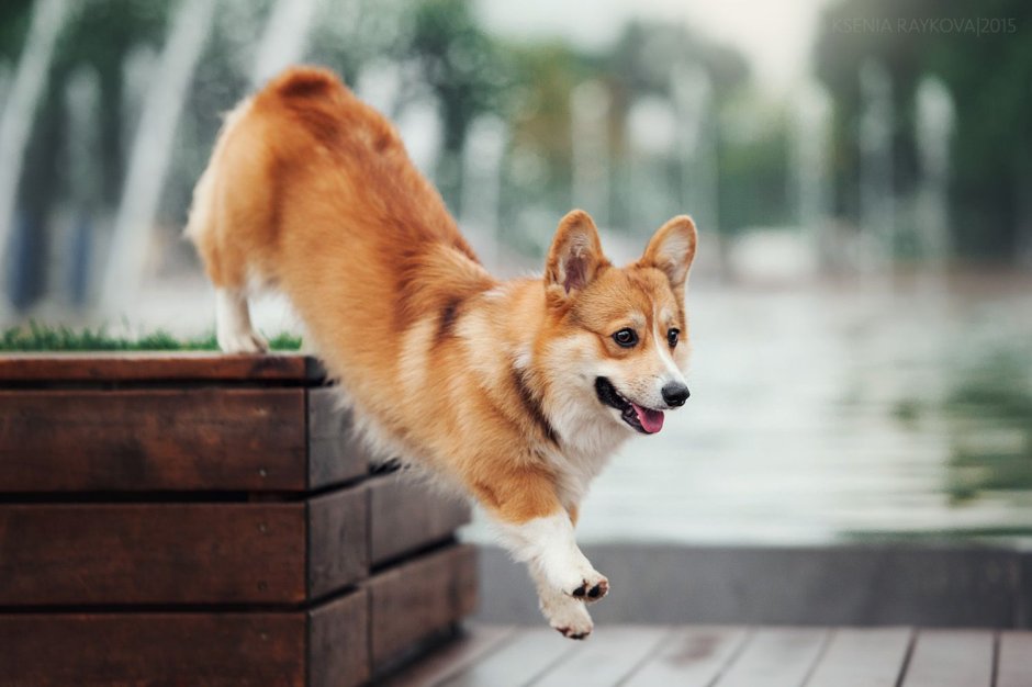 Волшебный корги