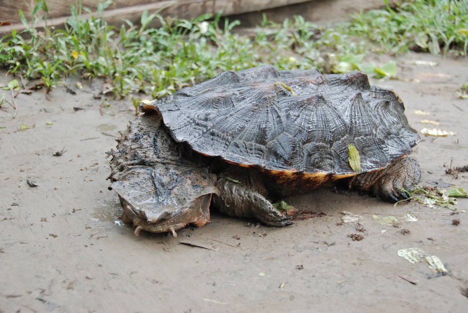 Chelus fimbriatus