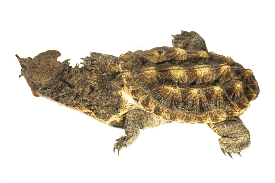 Chelus fimbriatus бахромчатая черепаха