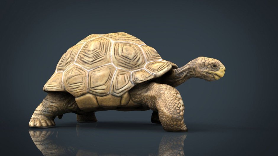 Turtle Sculpt