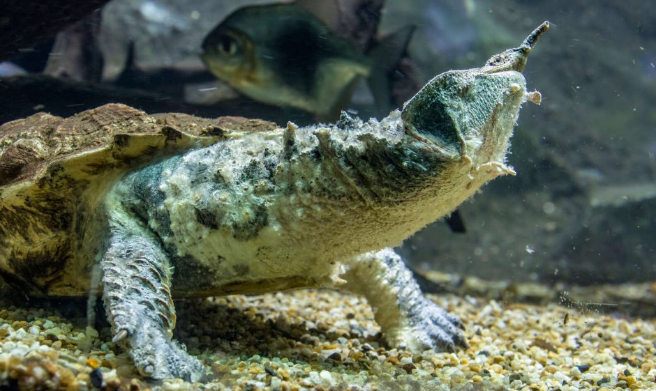Mata Mata Turtle Video skachat