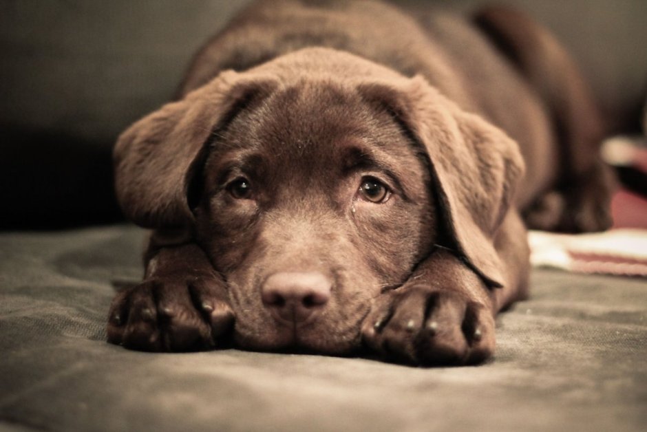 Labrador Chocolate Puppy