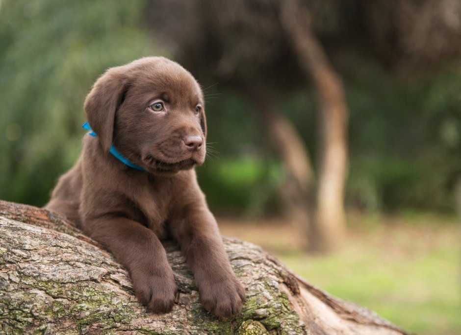 Labrador Chocolate Puppy