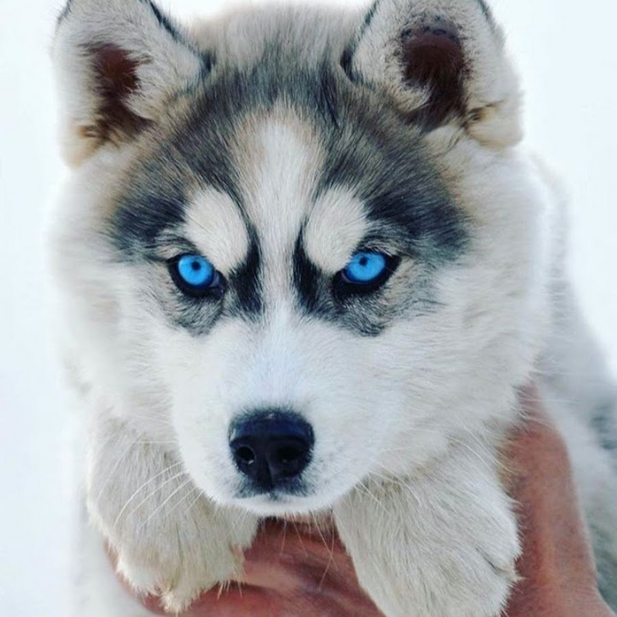 Сибирский хаски