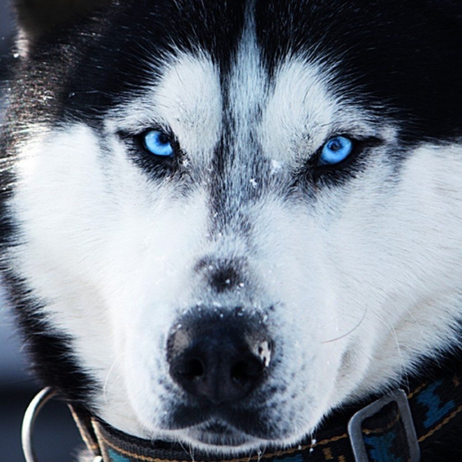 Хаски с синими глазами