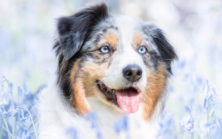 Австралийская пастушья овчарка