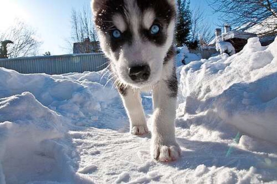 Хаски с голубыми глазами зимой