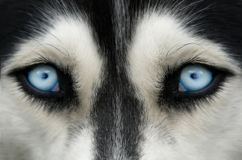 Собака с красивыми глазами