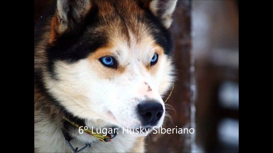 Хаски окрас Триколор