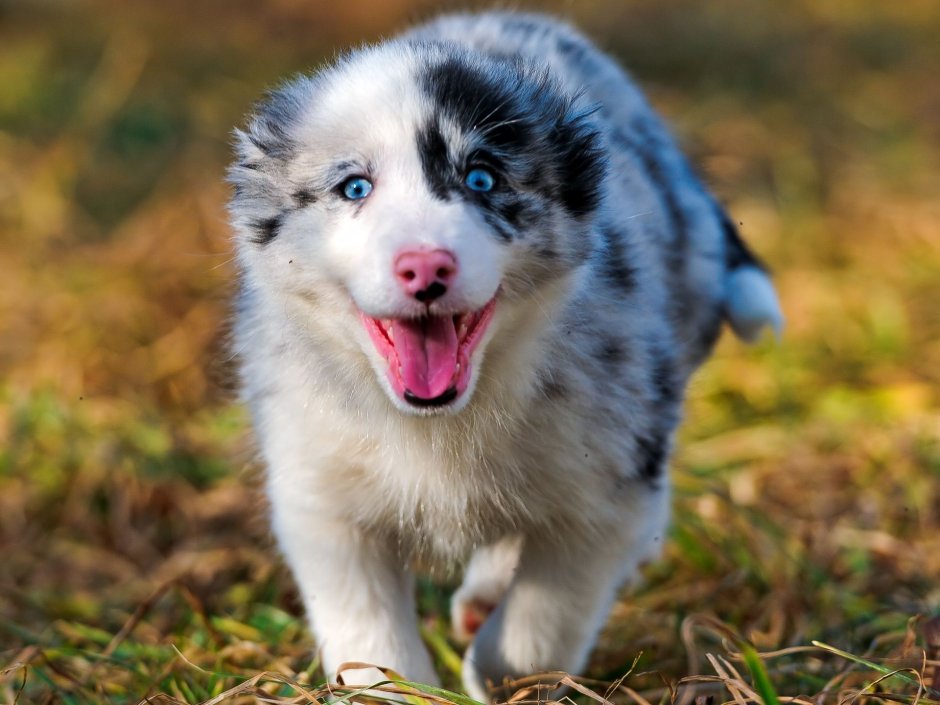 Собака австралийская овчарка аусси