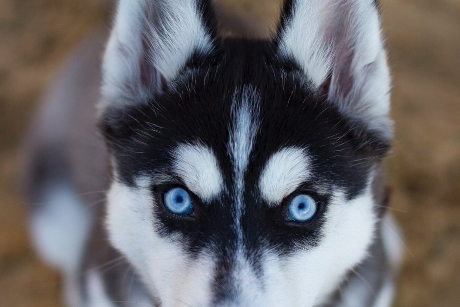 Американский хаски