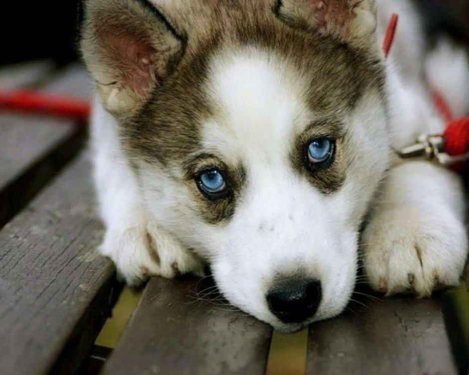 Милые щенки хаски