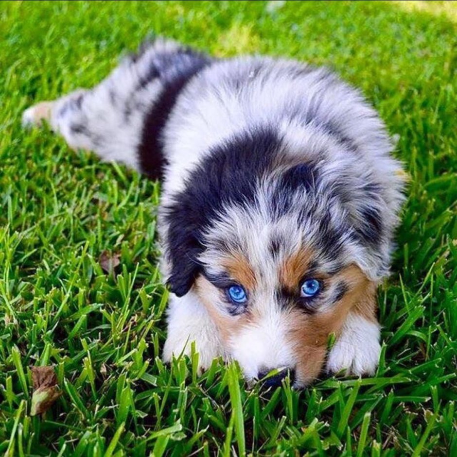 Австралийская овчарка Блю Мерль