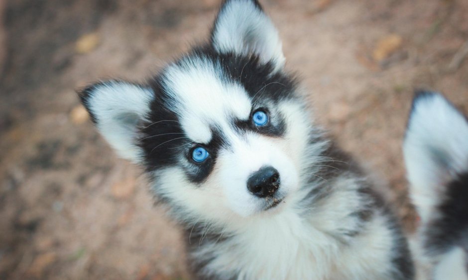 Хаски щенки голубоглазые